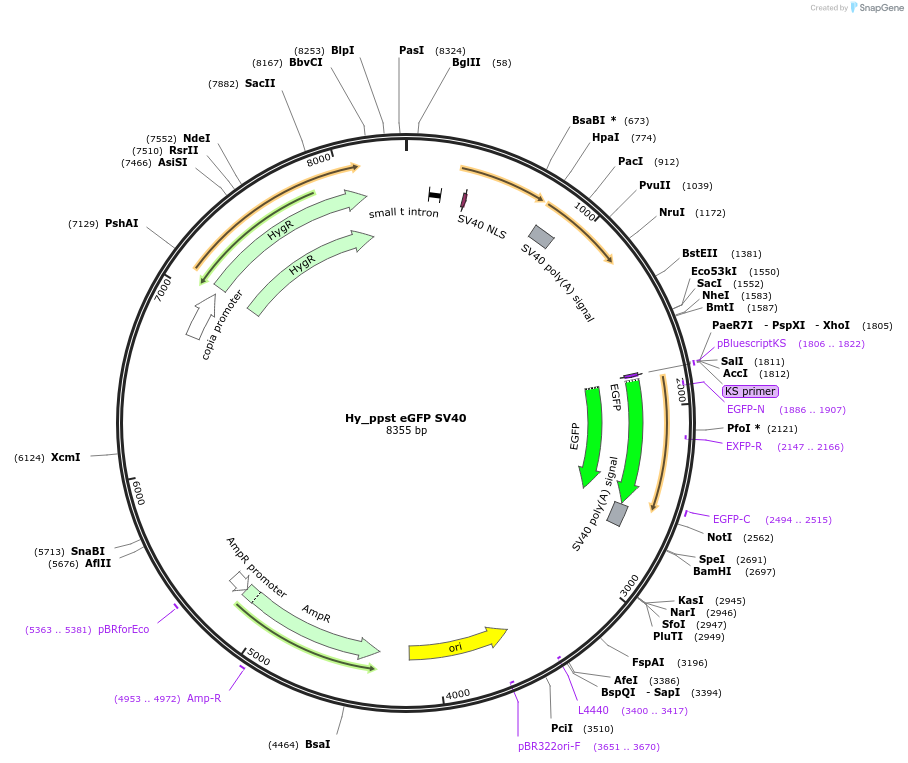 132648-plasmid-map-sequence-id-258487