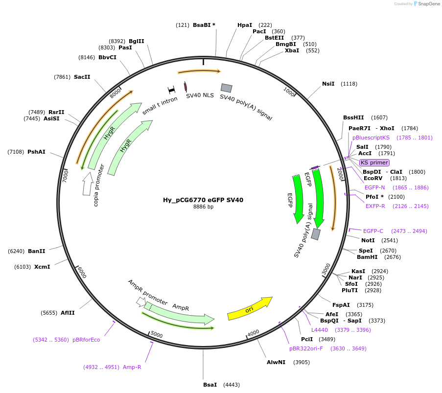 132649-plasmid-map-sequence-id-258488