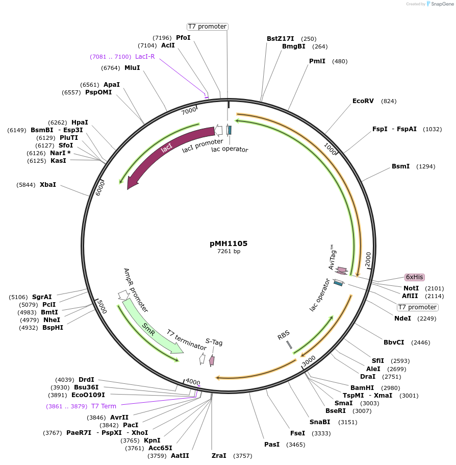 131864-plasmid-map-sequence-id-258491