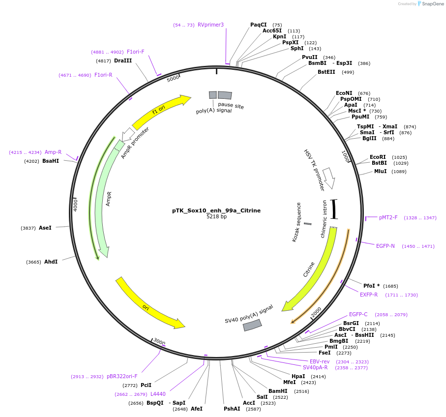 130589-plasmid-map-sequence-id-258496