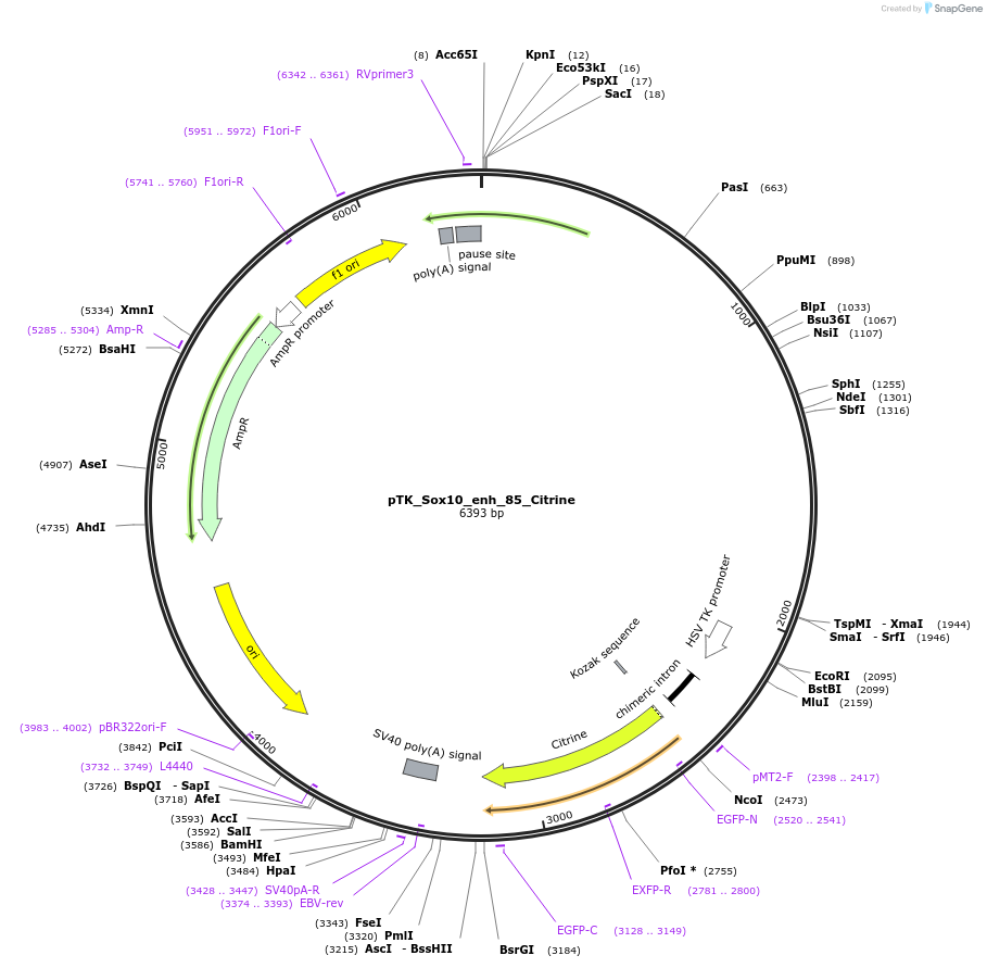 130585-plasmid-map-sequence-id-258501