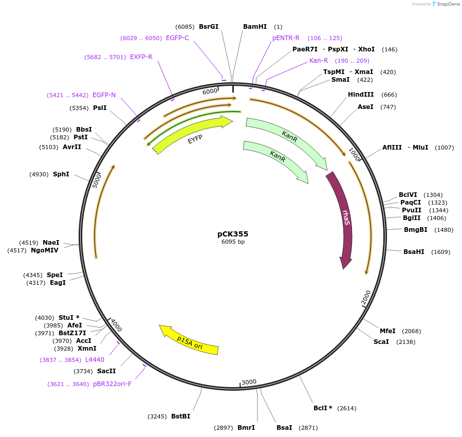 129699-plasmid-map-sequence-id-258506