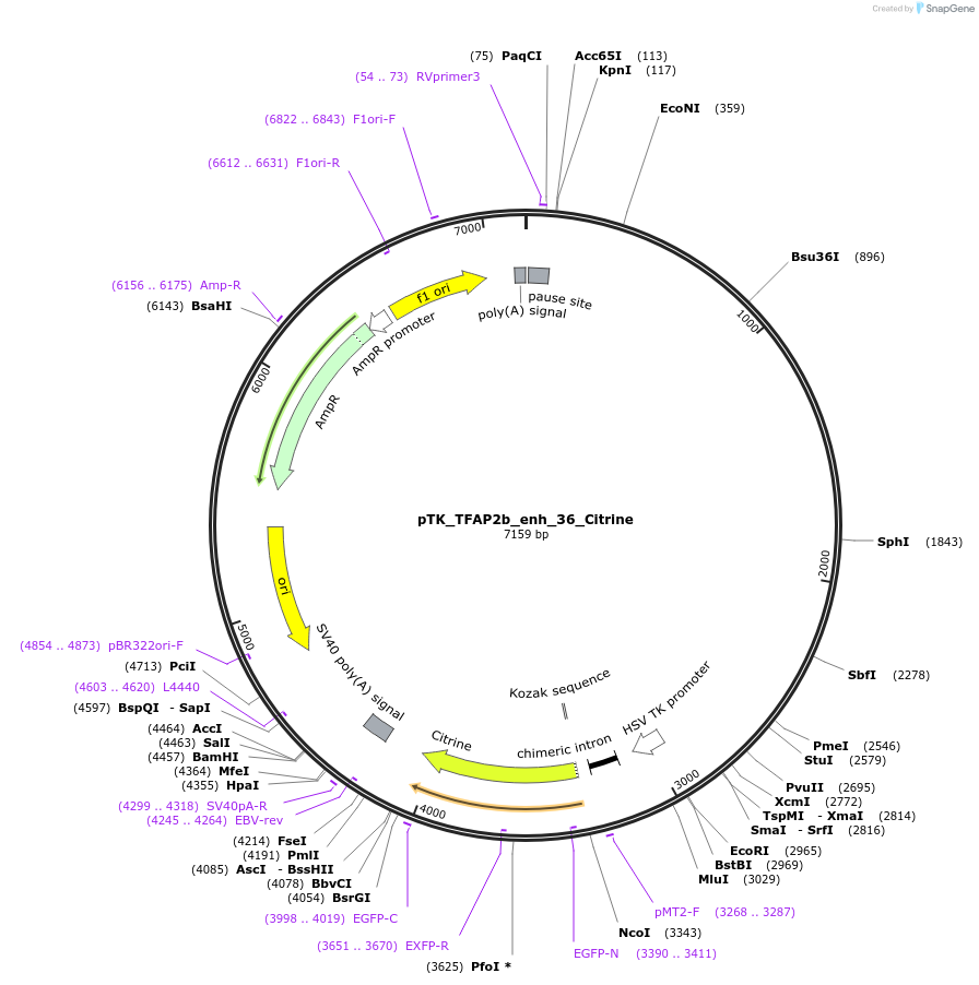 130617-plasmid-map-sequence-id-258508