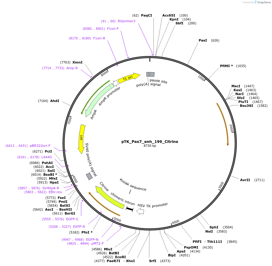 130605-plasmid-map-sequence-id-258510