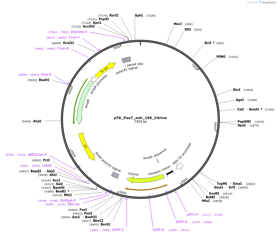 130604-plasmid-map-sequence-id-258511