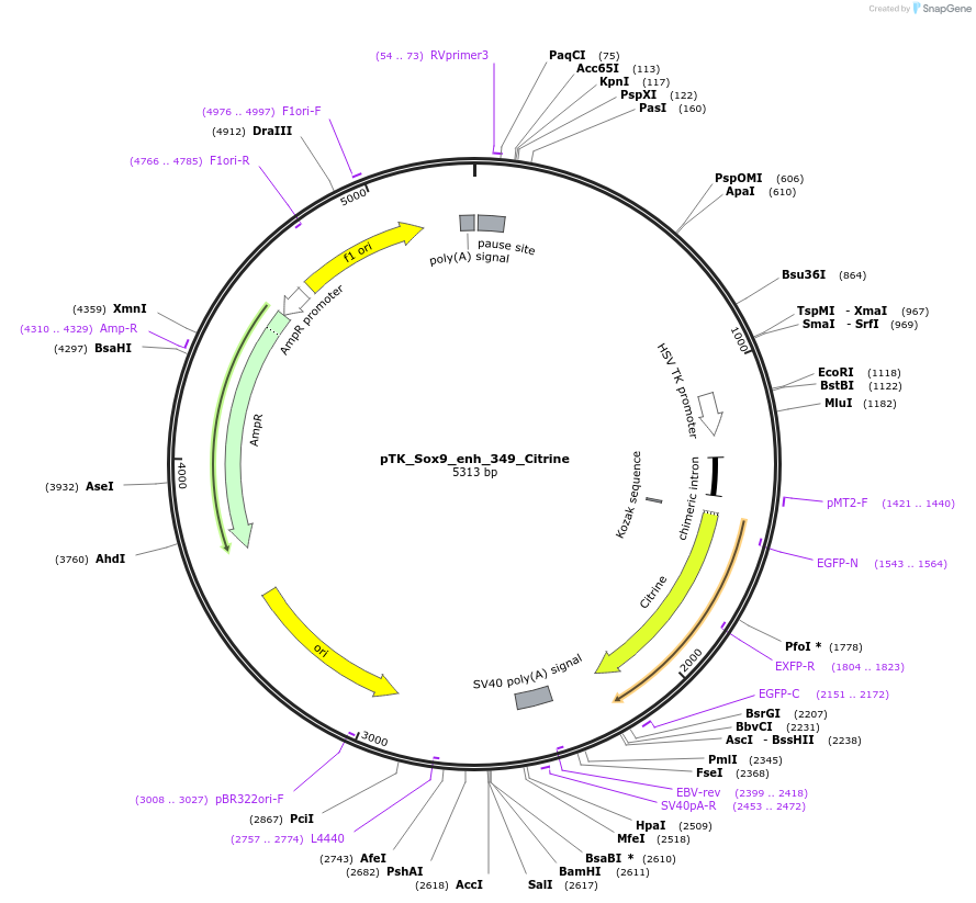 130594-plasmid-map-sequence-id-258514