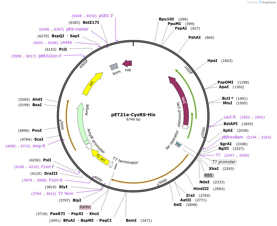124107-plasmid-map-sequence-id-258516