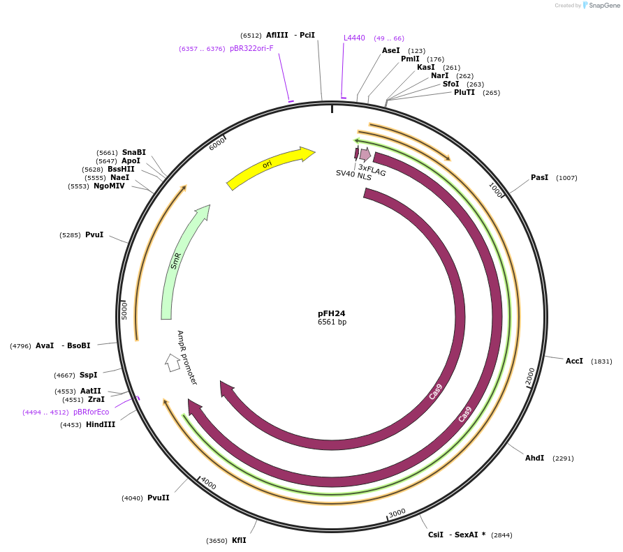 131763-plasmid-map-sequence-id-258519