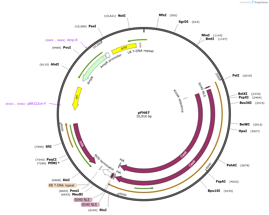 131766-plasmid-map-sequence-id-258525
