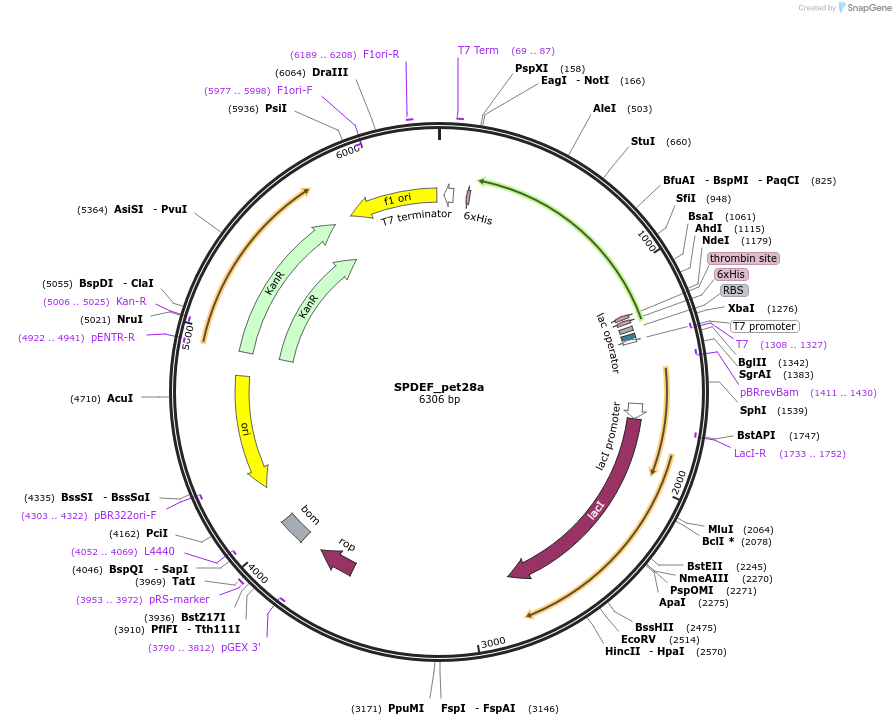 131643-plasmid-map-sequence-id-258528