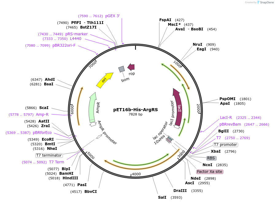 124104-plasmid-map-sequence-id-258530