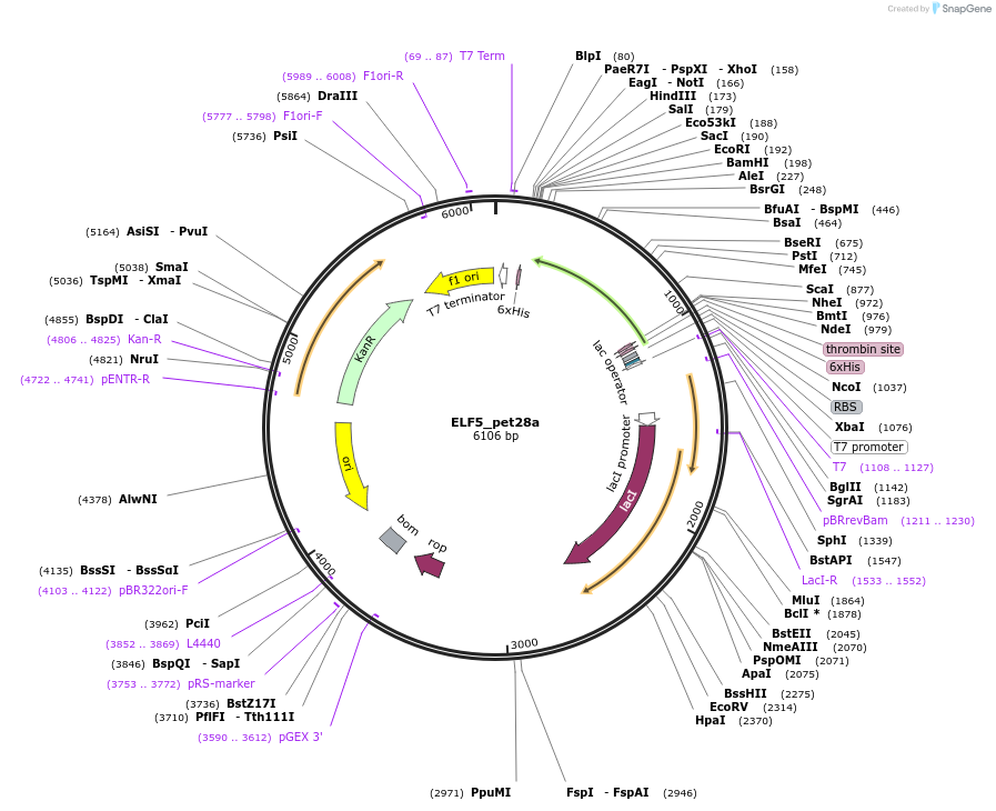 131659-plasmid-map-sequence-id-258532