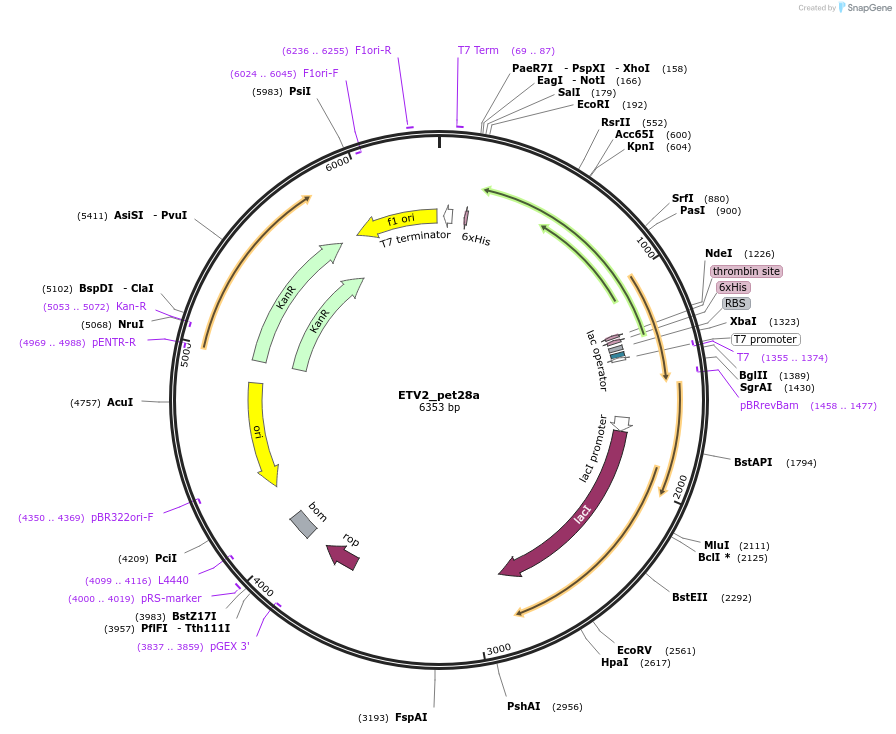 131665-plasmid-map-sequence-id-258533