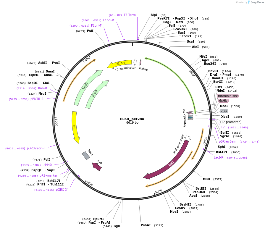 131648-plasmid-map-sequence-id-258589
