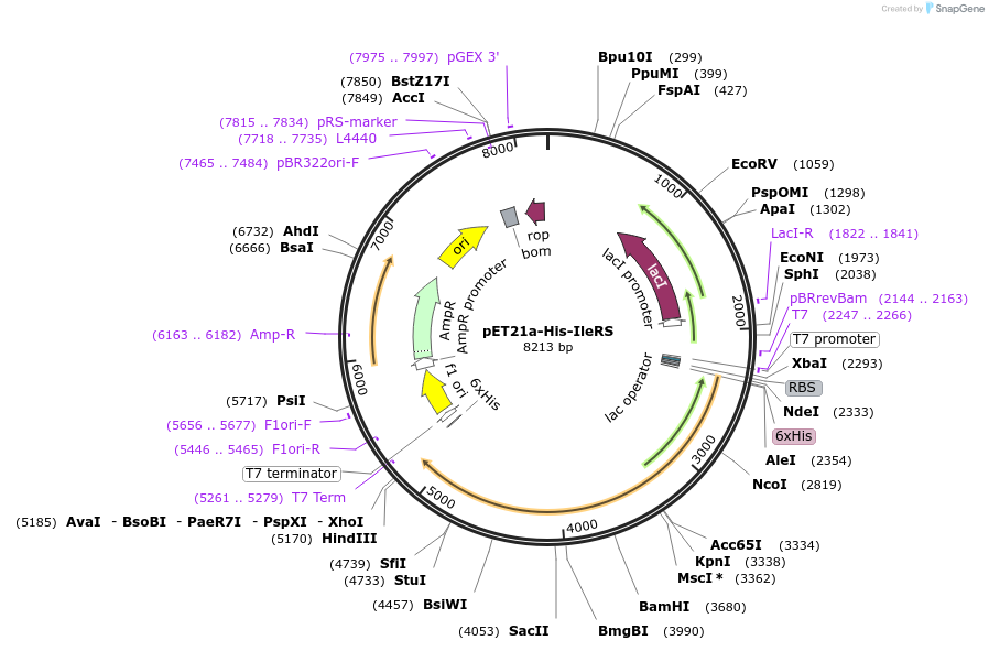 124112-plasmid-map-sequence-id-258590