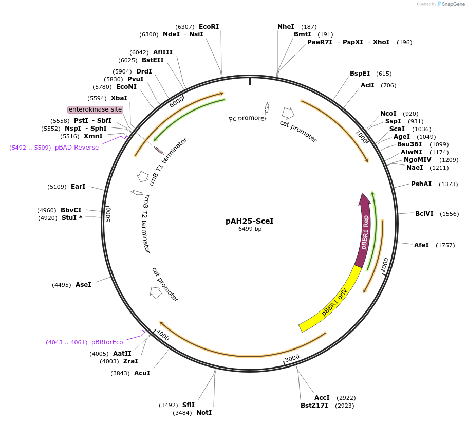 129389-plasmid-map-sequence-id-258595