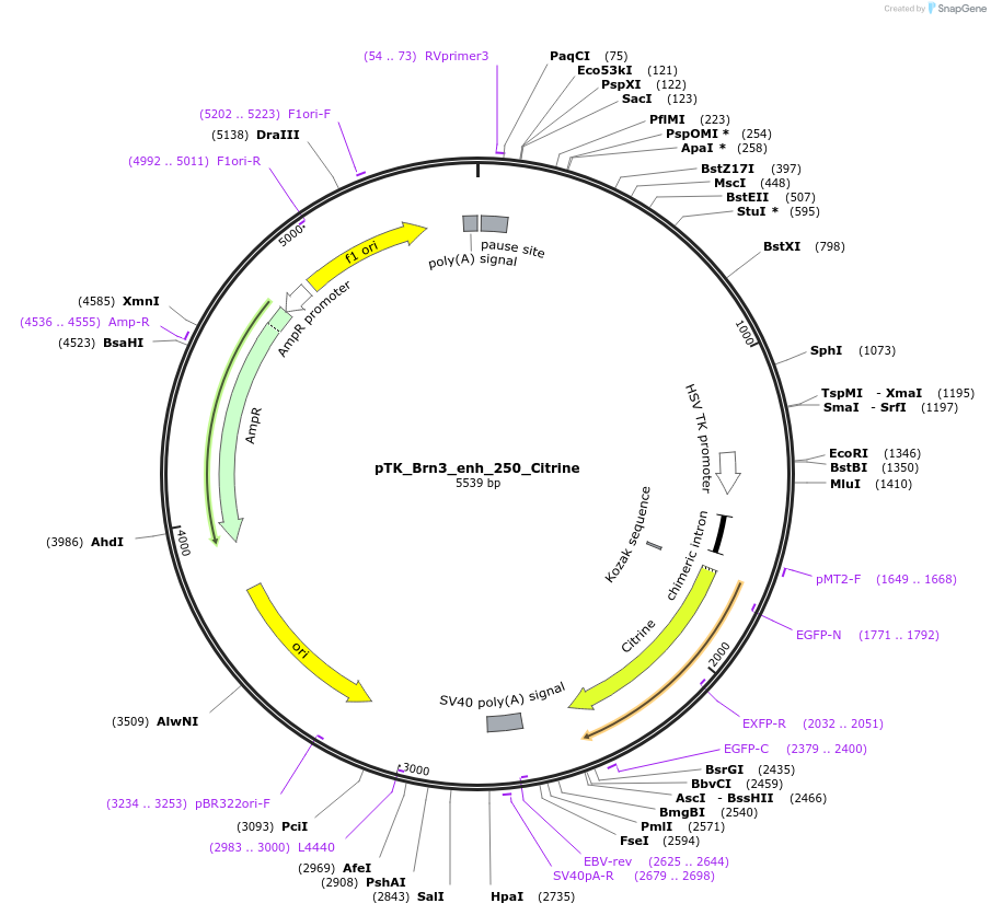 130612-plasmid-map-sequence-id-258625