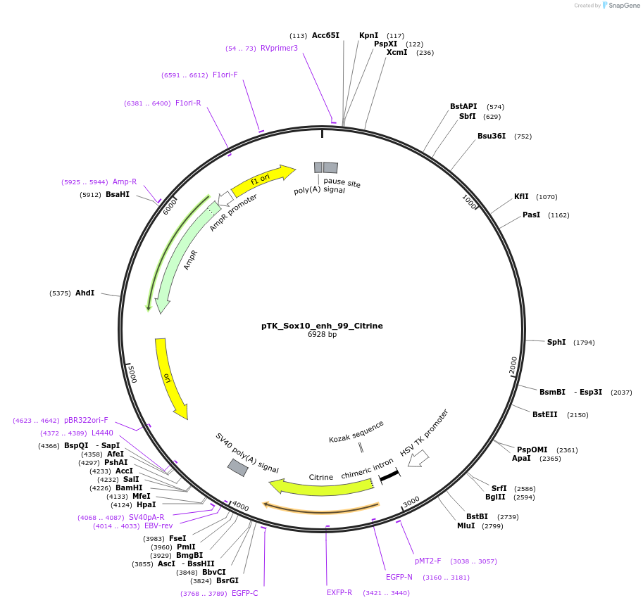 130588-plasmid-map-sequence-id-258626