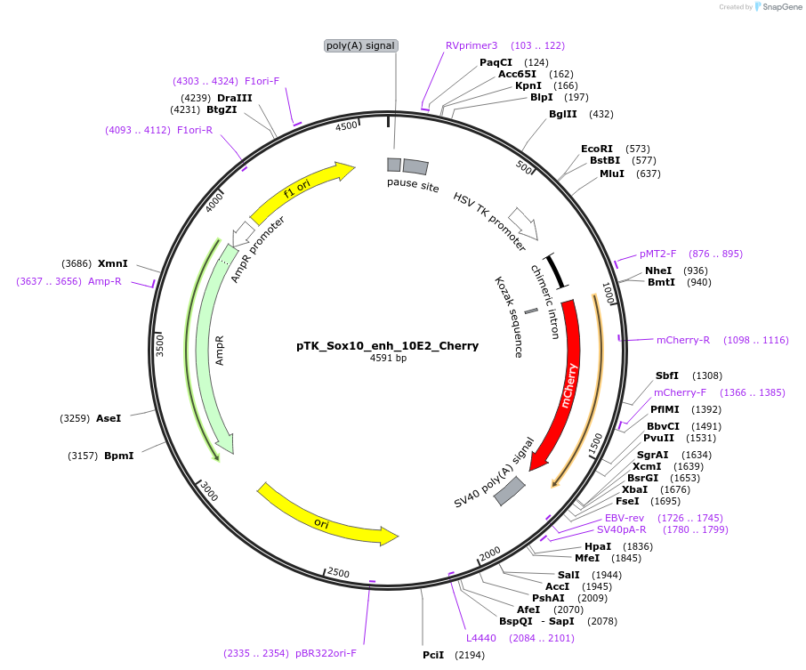 130590-plasmid-map-sequence-id-258628