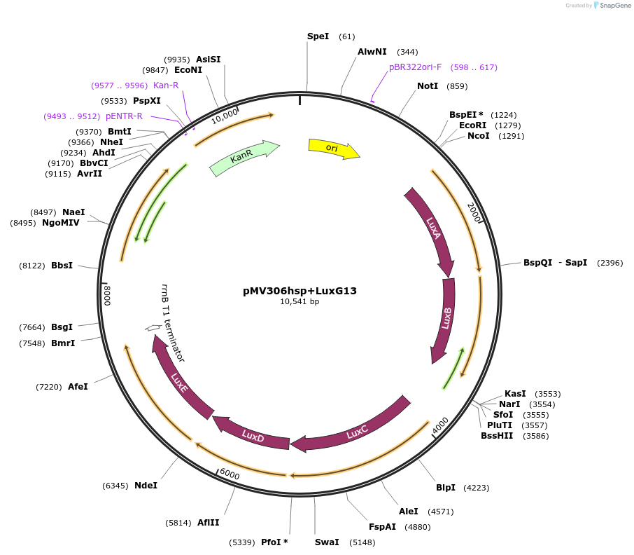 26161-plasmid-map-sequence-id-258629