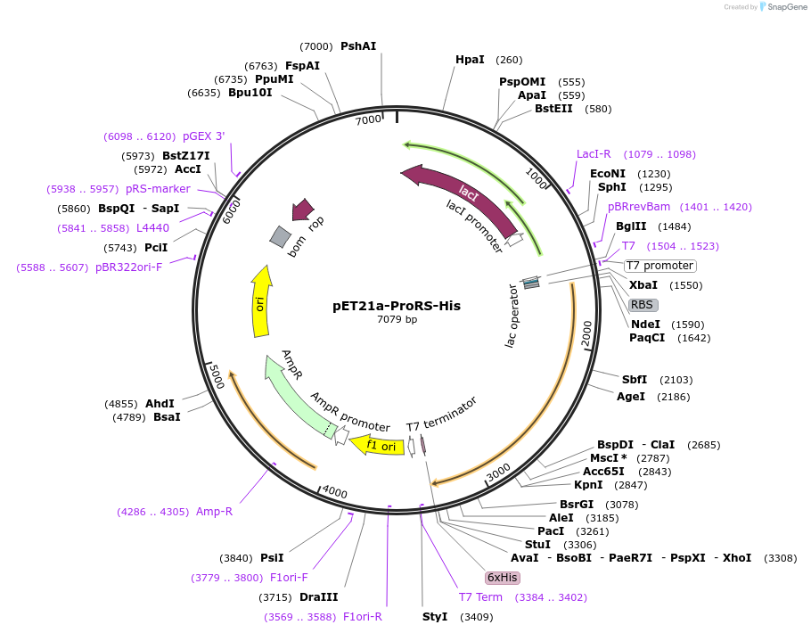 124117-plasmid-map-sequence-id-258634