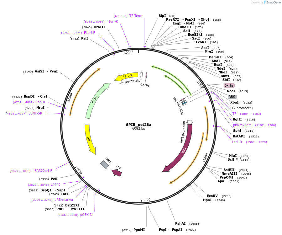 131655-plasmid-map-sequence-id-258676