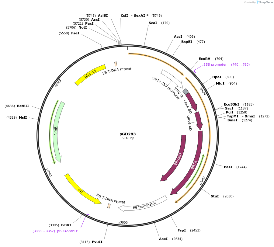 129733-plasmid-map-sequence-id-258677