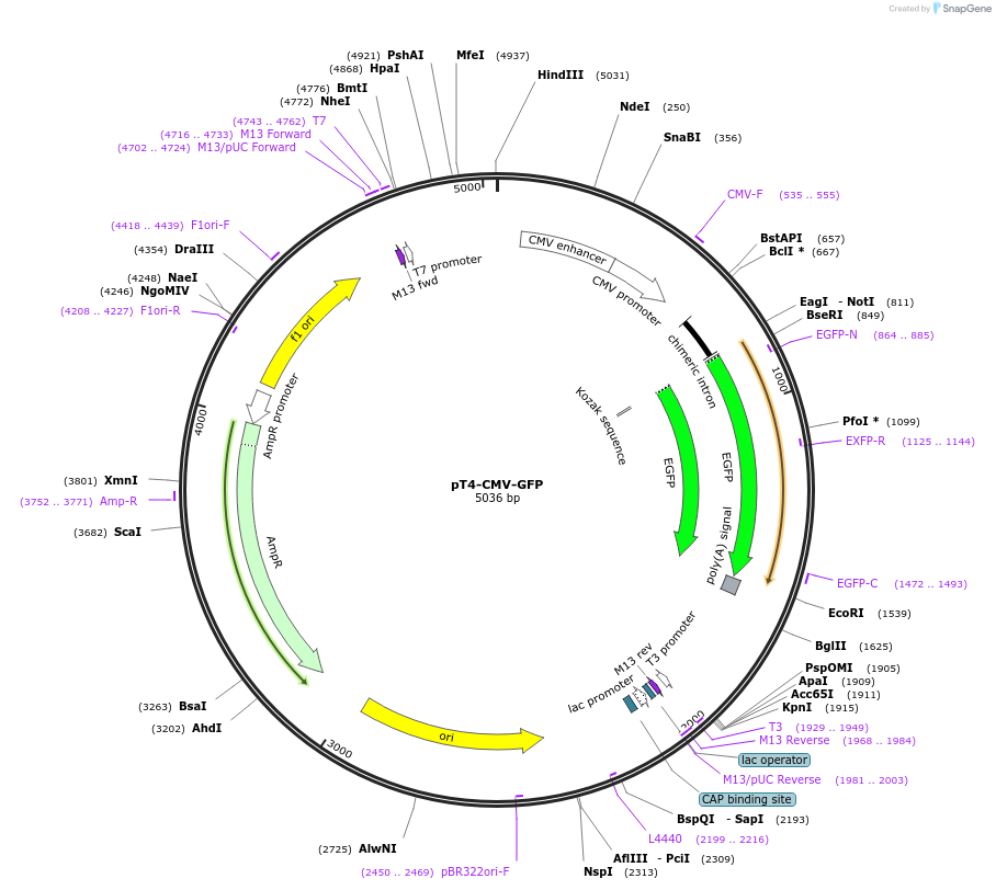 117046-plasmid-map-sequence-id-258678