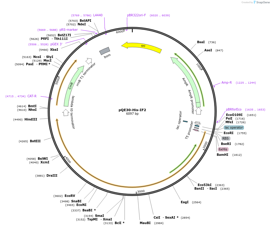 124124-plasmid-map-sequence-id-258681
