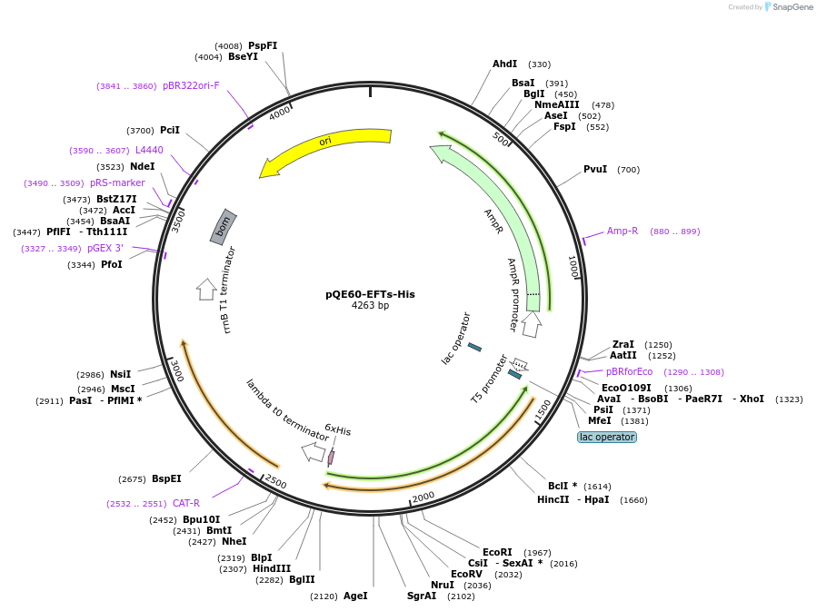 124128-plasmid-map-sequence-id-258689
