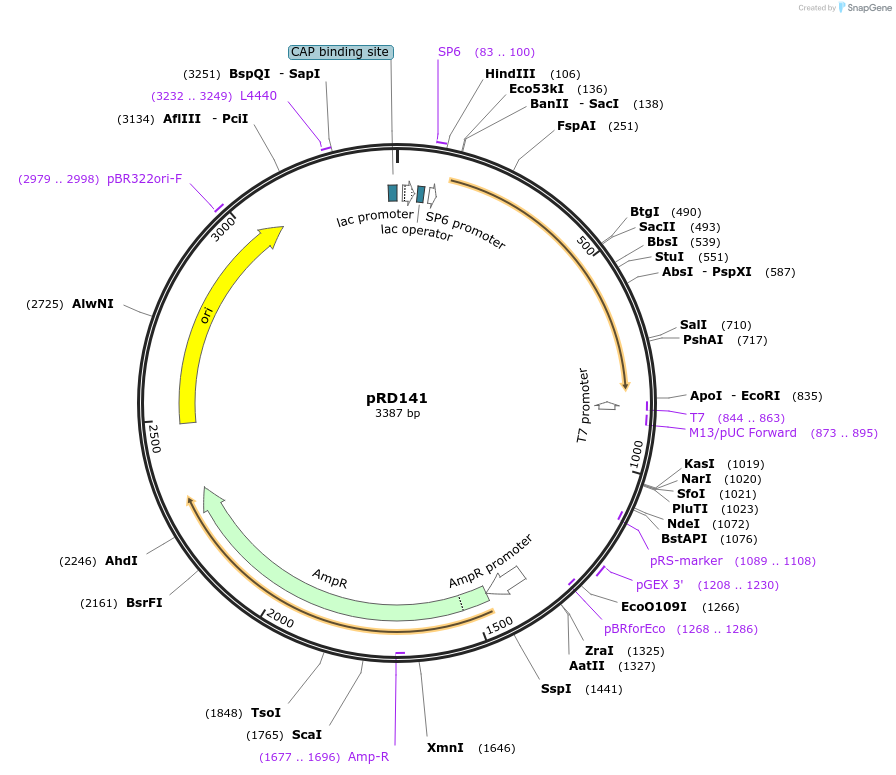 132379-plasmid-map-sequence-id-258690