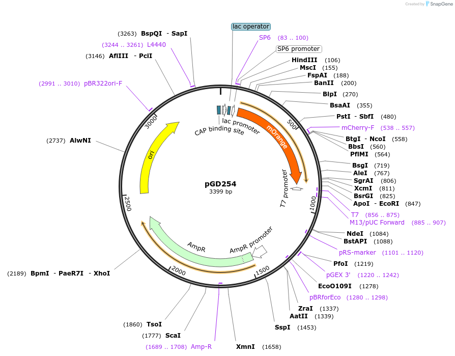 132375-plasmid-map-sequence-id-258695