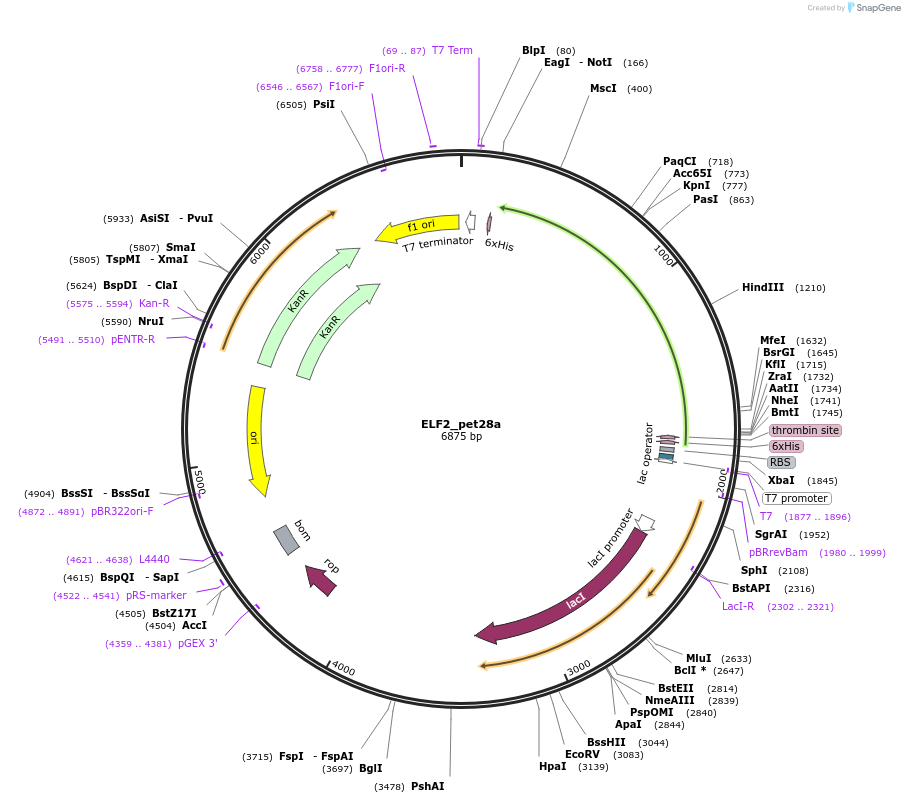 131662-plasmid-map-sequence-id-258708