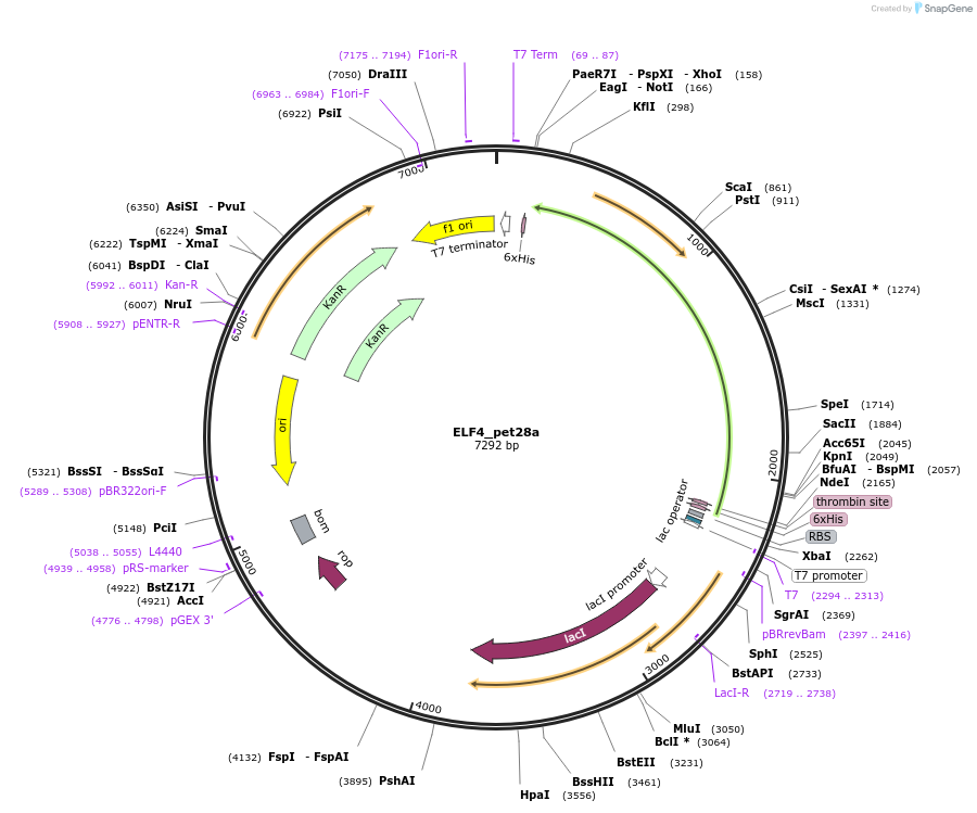 131661-plasmid-map-sequence-id-258712