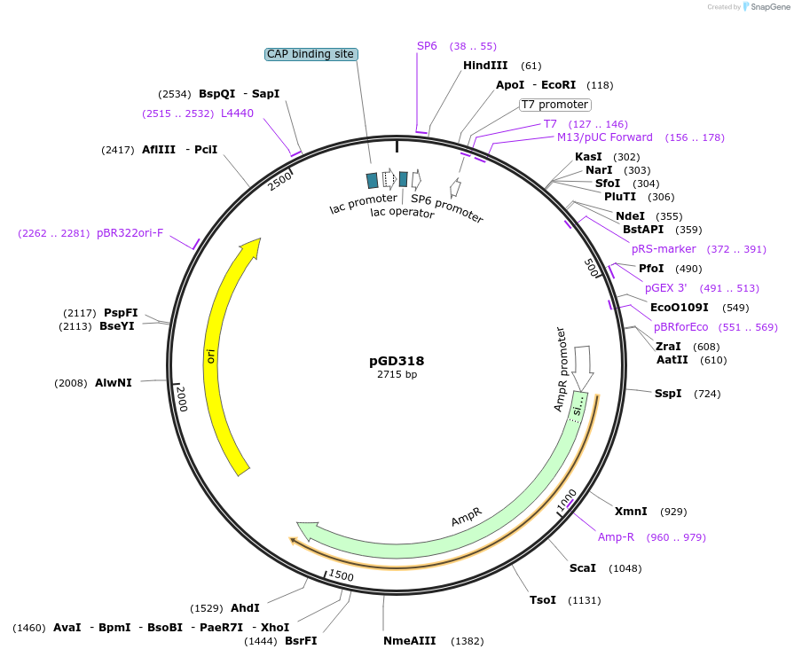 129735-plasmid-map-sequence-id-258716