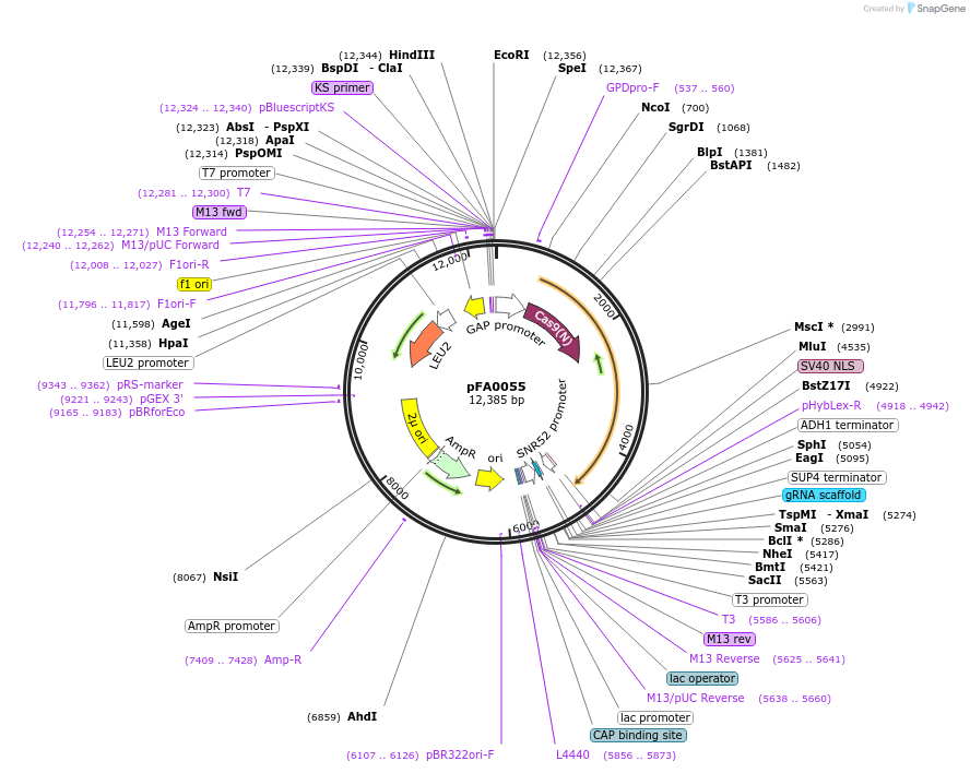 131774-plasmid-map-sequence-id-258731