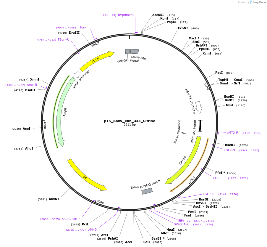 130592-plasmid-map-sequence-id-258732