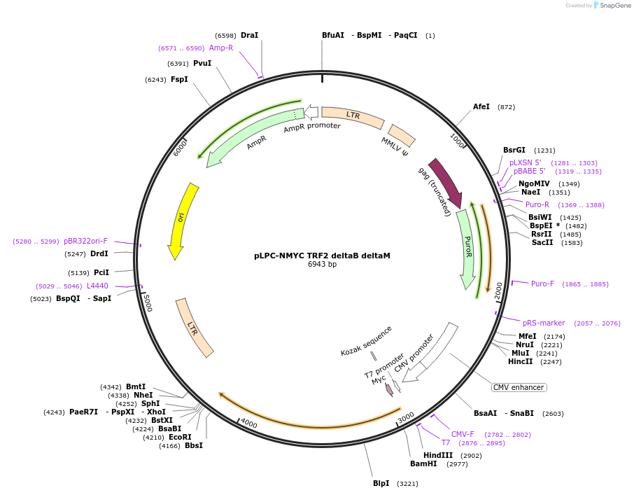 16069-plasmid-map-sequence-id-258733