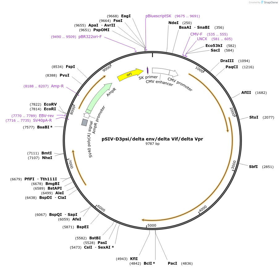 132928-plasmid-map-sequence-id-258738