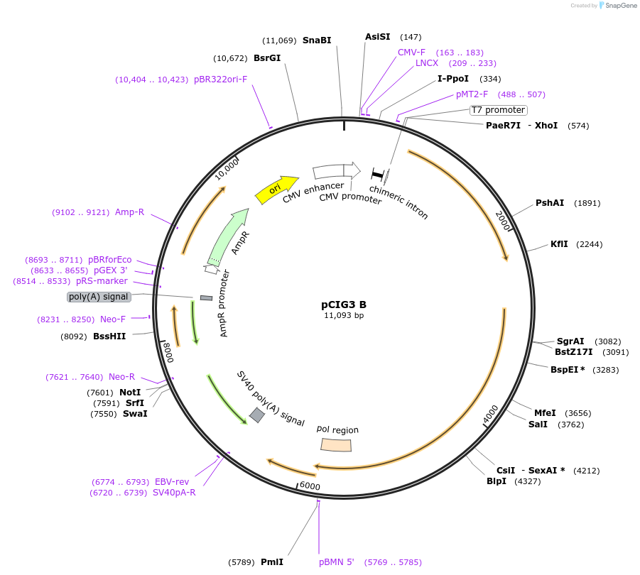 132942-plasmid-map-sequence-id-258741