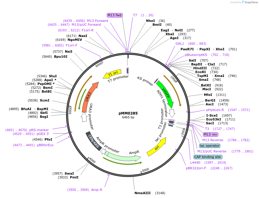 128973-plasmid-map-sequence-id-258760
