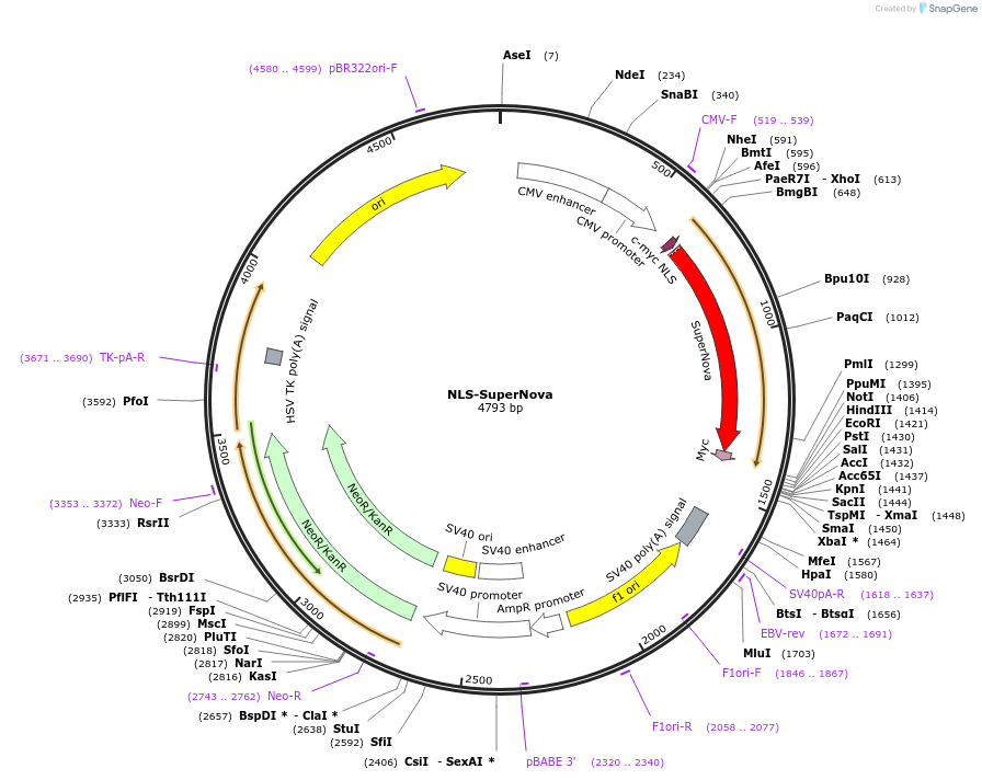 131858-plasmid-map-sequence-id-258761