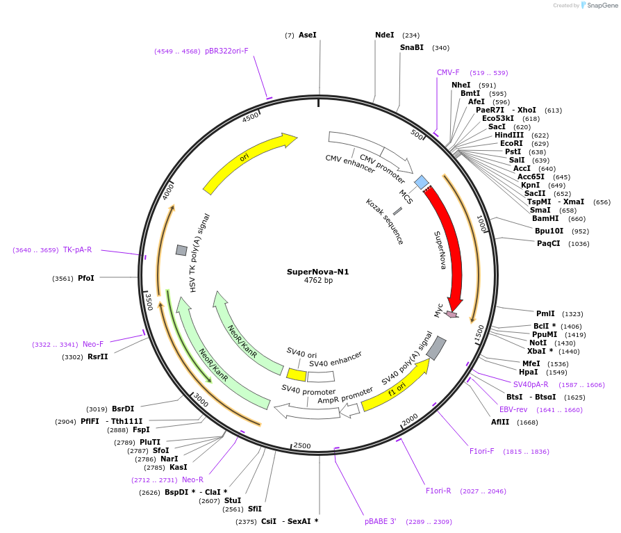 131853-plasmid-map-sequence-id-258762