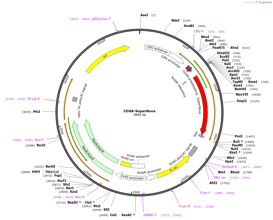 131856-plasmid-map-sequence-id-258765