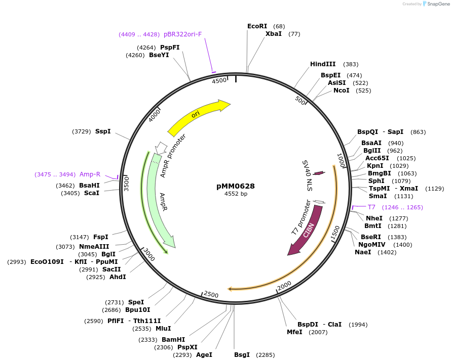 129003-plasmid-map-sequence-id-258772
