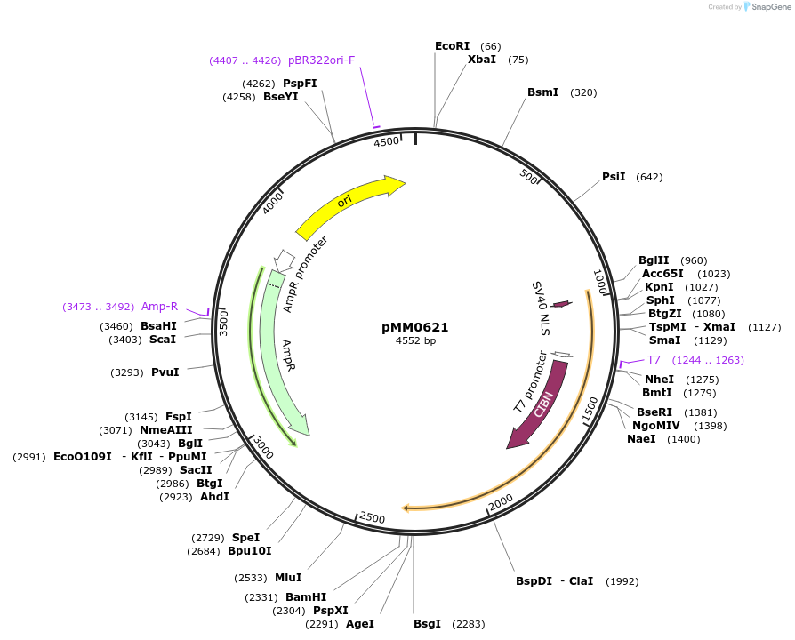 128996-plasmid-map-sequence-id-258773