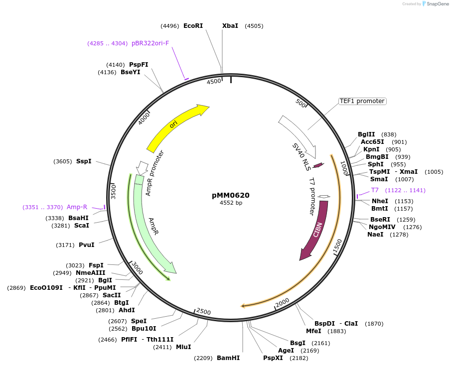 128995-plasmid-map-sequence-id-258774