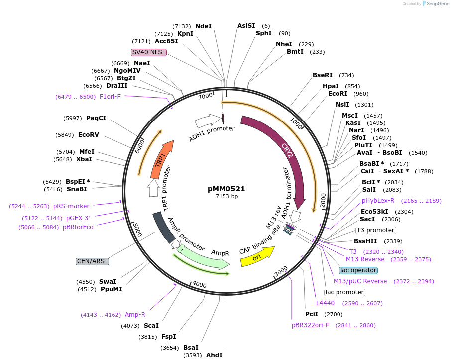 128984-plasmid-map-sequence-id-258775