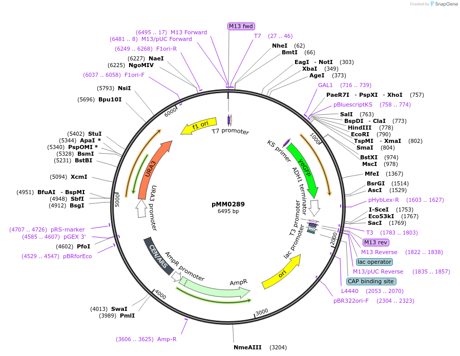 128977-plasmid-map-sequence-id-258777