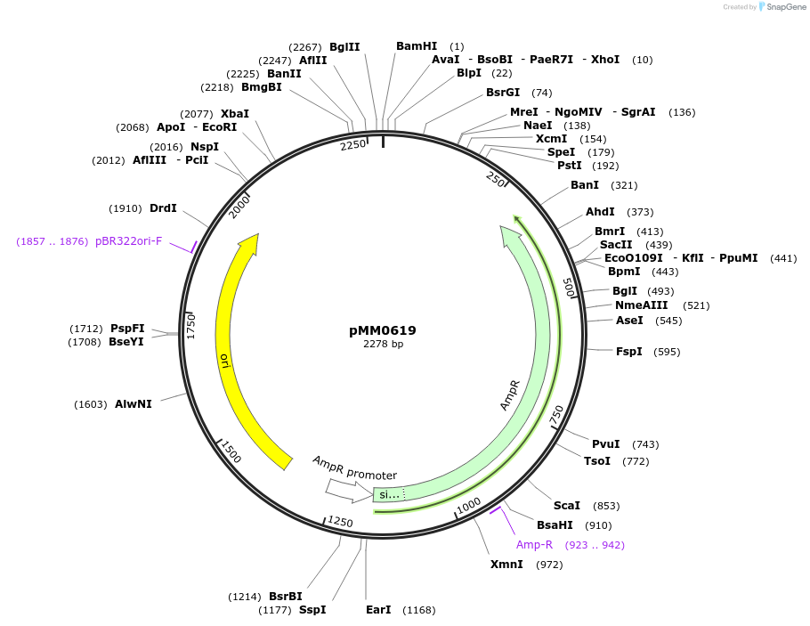 128994-plasmid-map-sequence-id-258778